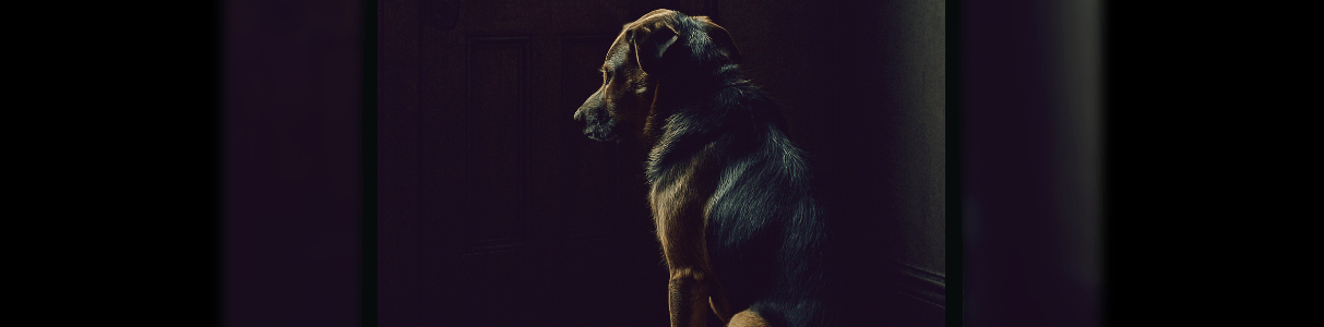 ansiedad por separacion vs ansiedad oculta