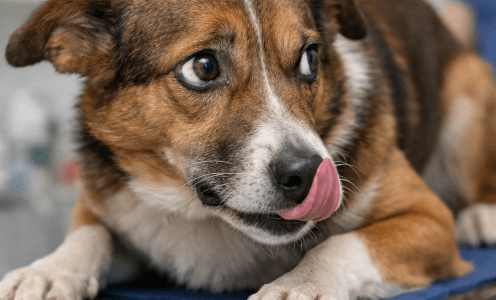 El momento exacto en el que un perro deja de colaborar en consulta (y nadie lo ve venir)